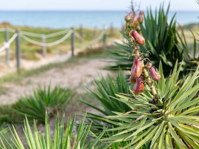 Sandstrand in Denia