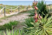 Sandstrand in Denia