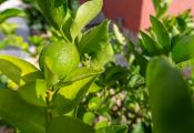 Denia Chalet Deveses